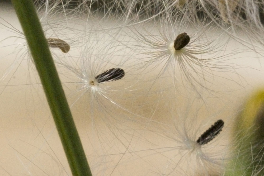 Reichardia picroides / Grattalingua comune